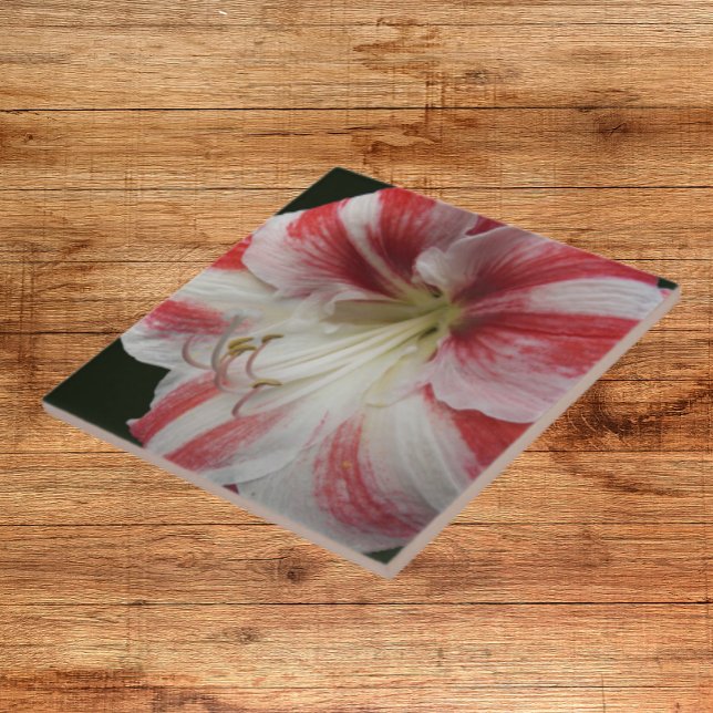 Red and White Striped Chrismas Amaryllis Floral Ceramic Tile (In Situ)