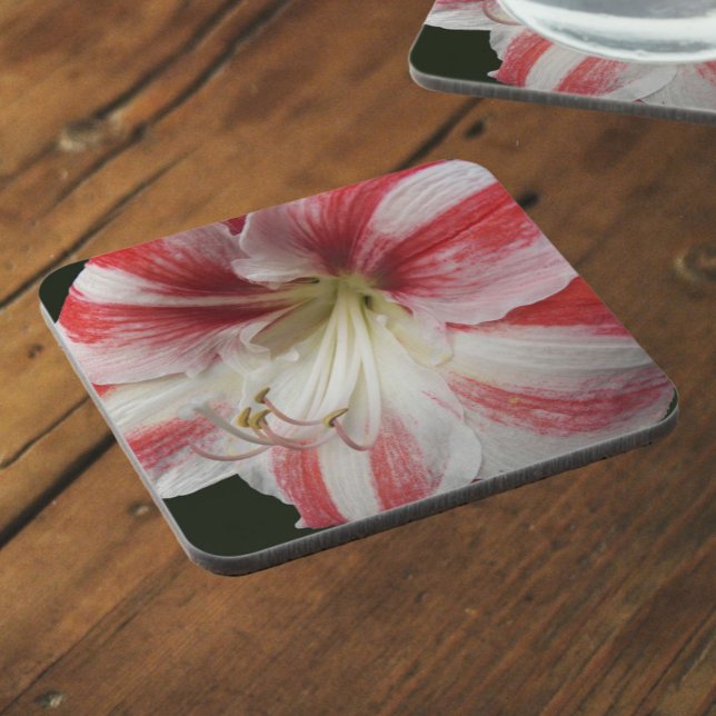 Red and White Striped Christmas Amaryllis Floral Beverage Coaster (In Situ)