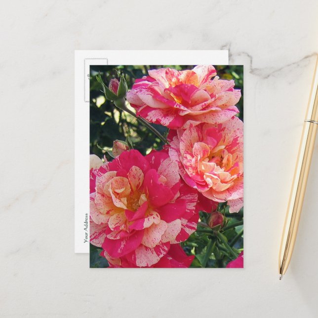 Red and White Striped Roses Editable Postcard (Front/Back In Situ)