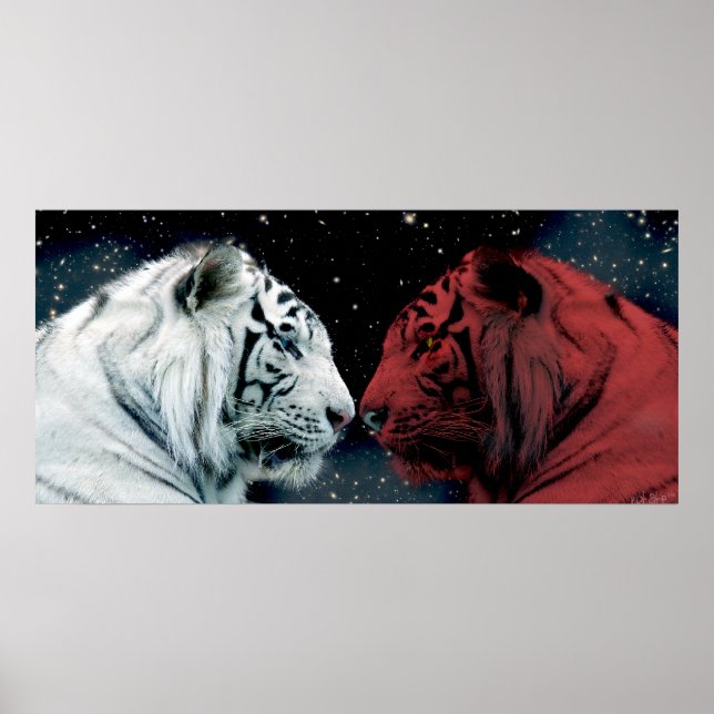 Red and White Tigers Facing Each Other Poster (Front)