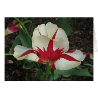 Red and White Tulip