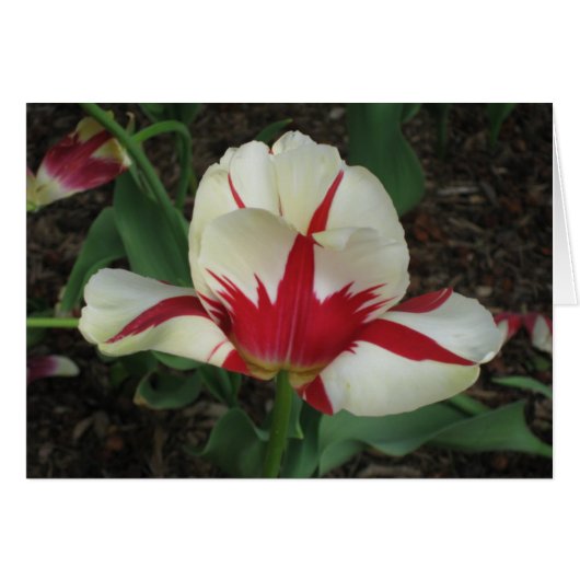 Red and White Tulip (Front Horizontal)