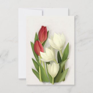 Red and White Tulips Floral