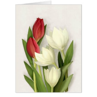 Red and White Tulips Floral 