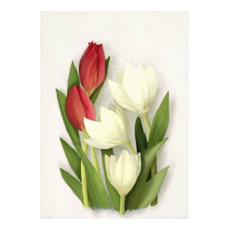 Red and White Tulips Floral