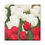 Red and White Tulips Magnet