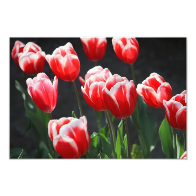 Red and white tulips photo print (Front)