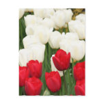 Red and White Tulips Postcard