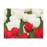 Red and White Tulips Postcard