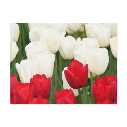 Red and White Tulips Postcard