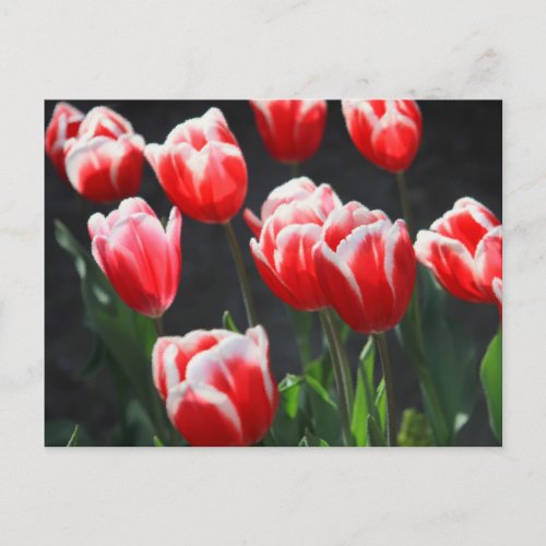 Red and white tulips postcard