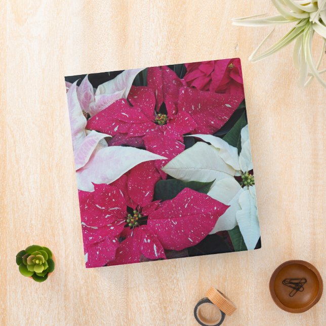 Red and White Variegated Poinsettias Holiday 3 Ring Binder (In Situ)