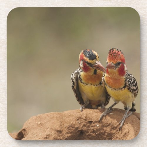 Red and Yellow Barbet eating termites Beverage Coaster