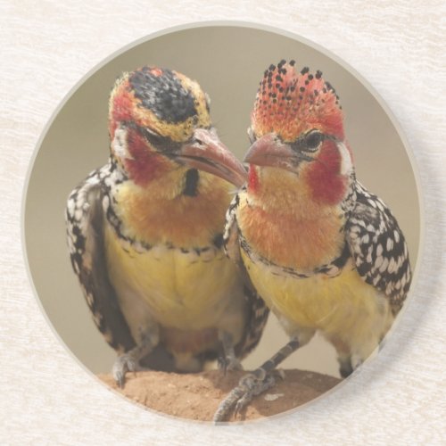 Red and Yellow Barbet eating termites Drink Coaster