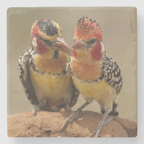 Red and Yellow Barbet eating termites Stone Coaster