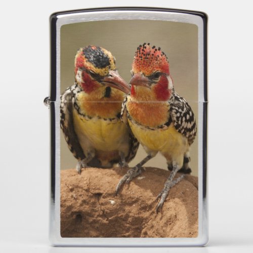 Red and Yellow Barbet eating termites Zippo Lighter