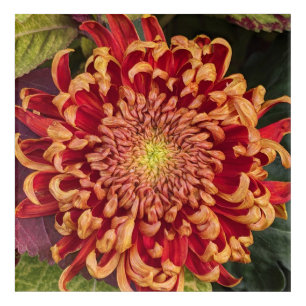 Red and Yellow Chrysanthemum Floral Acrylic Print