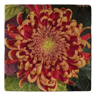 Red and Yellow Chrysanthemum Floral Trivet