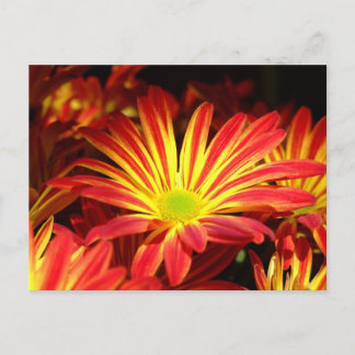Red and Yellow chrysanthemum flowers customizable Postcard