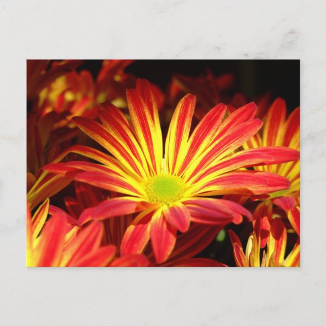 Red and Yellow chrysanthemum flowers customizable Postcard (Front)