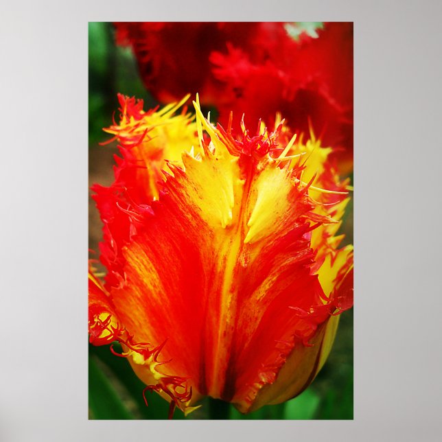 Red And Yellow Close-up Curly Tulip Poster (Front)
