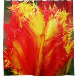 Red And Yellow Close-up Curly Tulip Shower Curtain