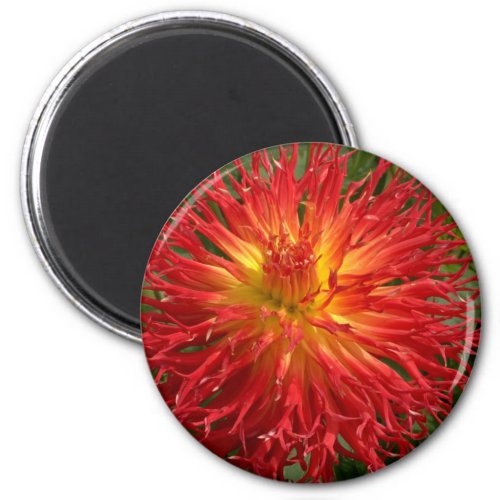 Red And Yellow Crazy Dahlia Multiple Items Magnet