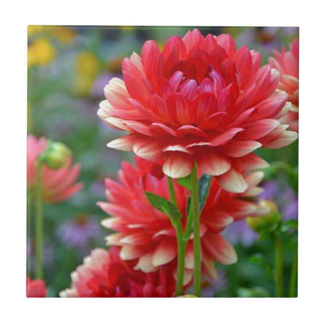 Red and yellow dahlia flowers ceramic tile (Front)