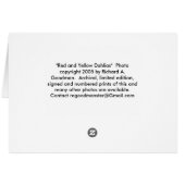 Red and Yellow Dahlias" (Back Horizontal)