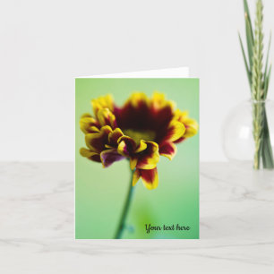 Red and yellow daisy flower Greeting card