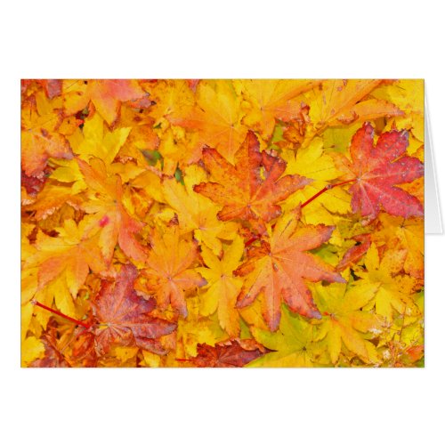 Red And Yellow Decorative Maple Leafs Fall