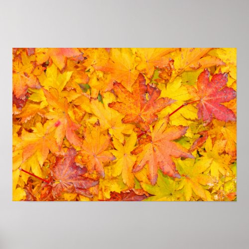 Red And Yellow Decorative Maple Leafs Fall Poster