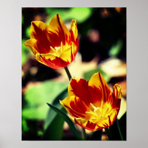 Red And Yellow Flaming Tulip Flowers  Poster