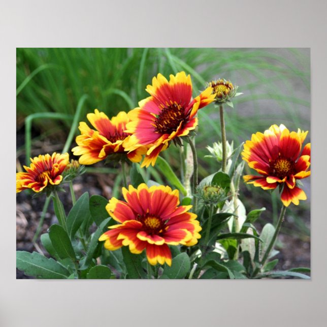 Red And Yellow Gaillardia Daisy Blanket Flower Poster (Front)