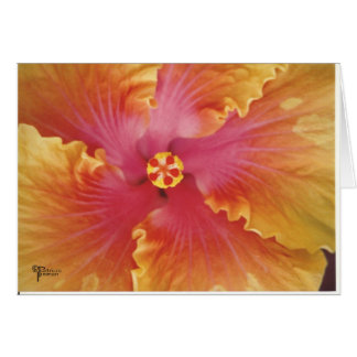 Red and Yellow Hibiscus Cards