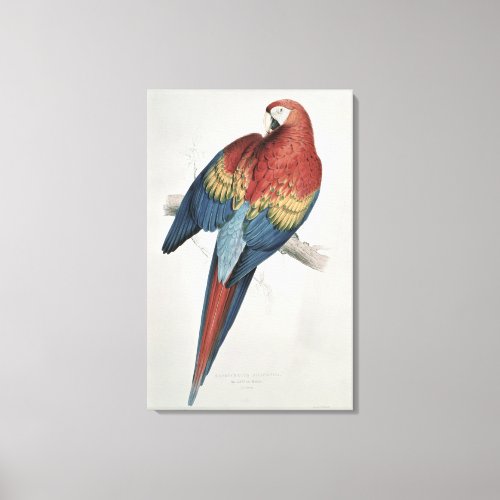 Red and Yellow Macaw Canvas Print