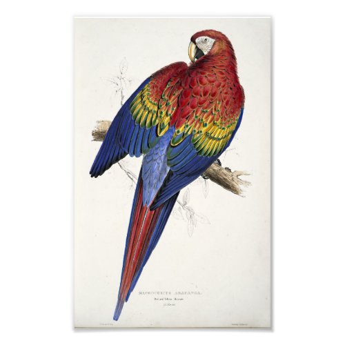 Red And Yellow Macaw Edward Lear Illustration Photo Print