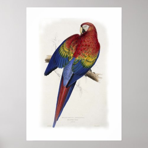 Red and yellow macaw poster