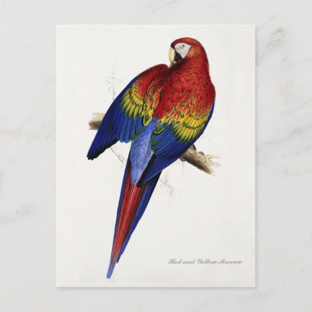 Red and Yellow Maccaw postcard (Front)