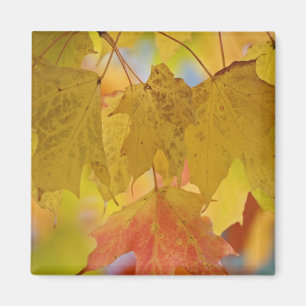 Red and yellow maple leaves, in the southern magnet