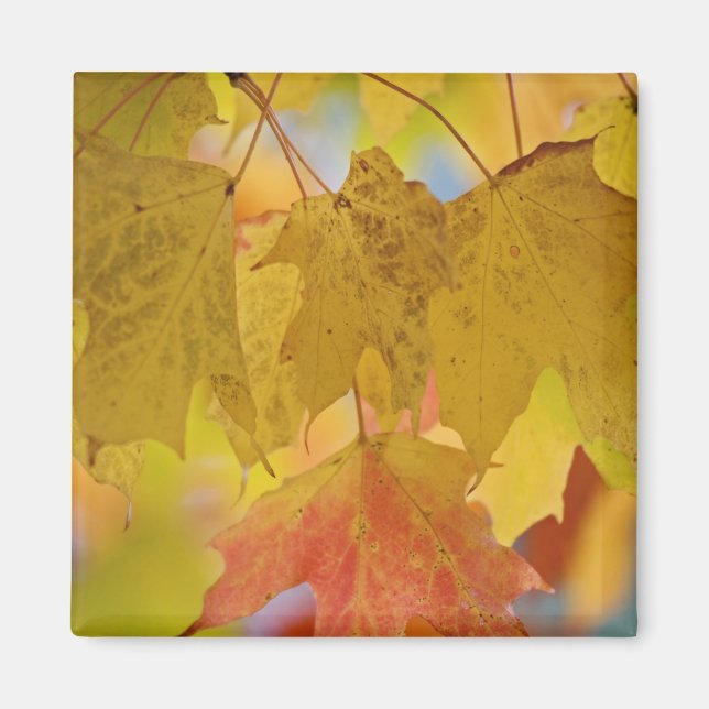 Red and yellow maple leaves, in the southern magnet (Front)