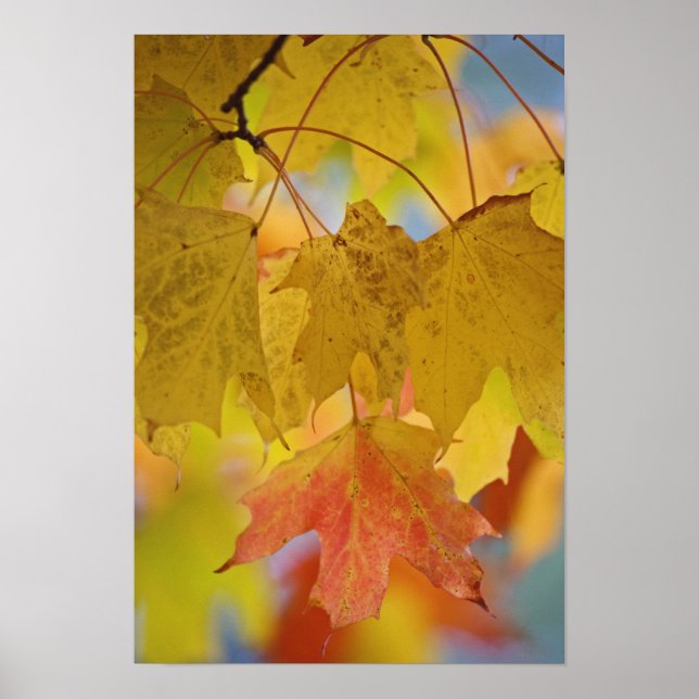 Red and yellow maple leaves, in the southern poster (Front)