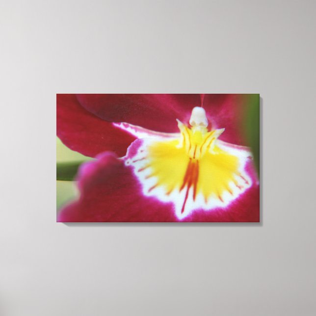Red and Yellow Orchid Canvas Print (Front)