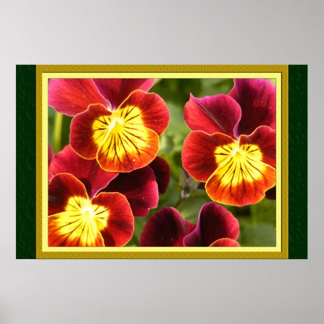 Red and Yellow Pansies (Large Matted) Poster (Front)