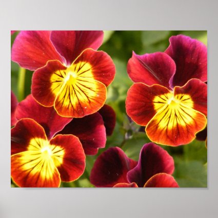 Red and Yellow Pansies Poster
