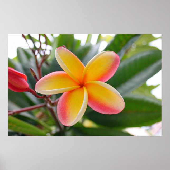 Red and Yellow Plumeria 1 Poster (Front)