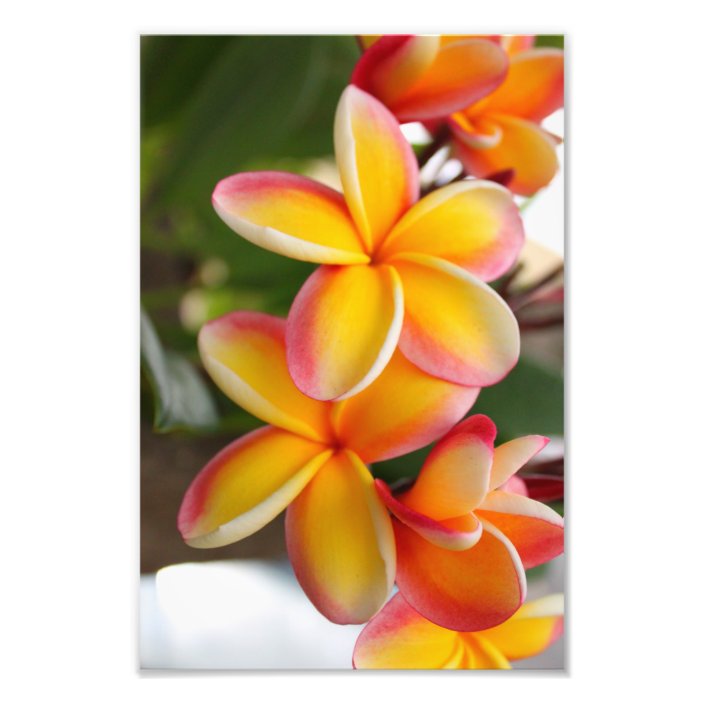 Red and Yellow Plumeria 2 Photo Print | Zazzle.com