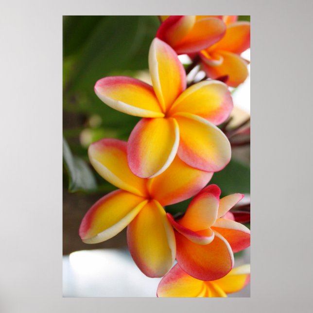 Red and Yellow Plumeria Flowers 2 Poster (Front)