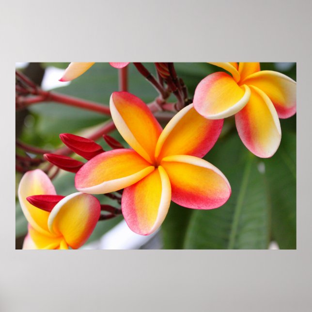 Red and Yellow Plumeria Flowers 3 Poster (Front)