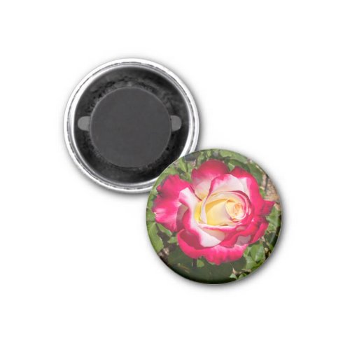 Red and Yellow Rose Magnet